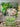 Mocsicka Wild Two Little Animals Plam Leaves Birthday Backgrounds-Mocsicka Party