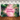 Tropical Tropical Forest Green Vegetation Pink Happy Birthday Backdrop