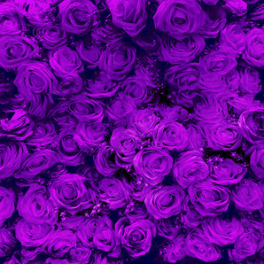 Mocsicka Purple Rose Ployester Floor for Wedding Party Decoration