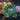 Mocsicka Young Wild And Three Green Leaves Happy Birthday Round Cover-Mocsicka Party