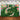 Mocsicka Green Grass and Aloha Flowers Photo Backdrop-Mocsicka Party