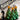 Mocsicka Christmas Tree Dark Green Latex Balloon Arch Christmas Decor-Mocsicka Party