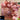 Mocsicka Balloon Arch Pink Rose Balloons Set Party Decoration-Mocsicka Party